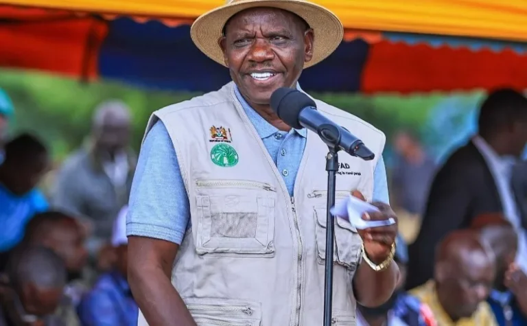 Shortage looms as maize production drops 60 per cent