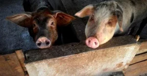 African swine fever outbreaks spread to six counties, threatening pig farmers