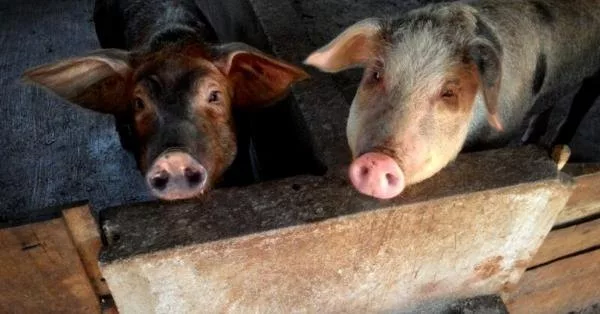 African swine fever outbreaks spread to six counties, threatening pig farmers