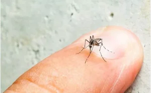 Dengue outbreak now hits Kenya, 5 deaths reported