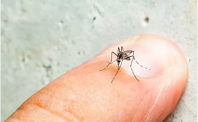 Dengue outbreak now hits Kenya, 5 deaths reported