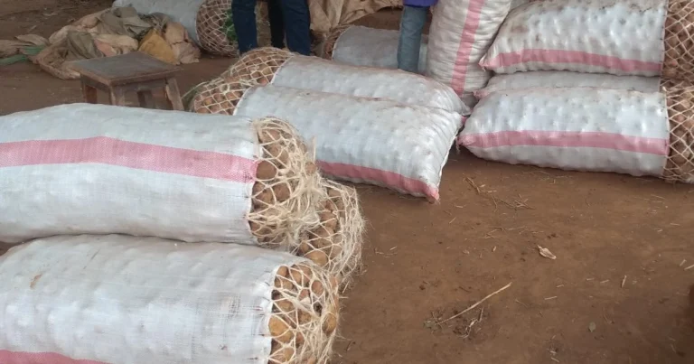 Kenya counts the food lost on the farm, but not in the kitchen
