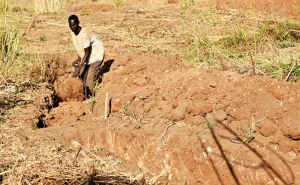 Threat of El Niño now puts Kitui farmers on high alert