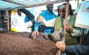 Avocado farmers in Murang’a challenged to adopt safe waste disposal