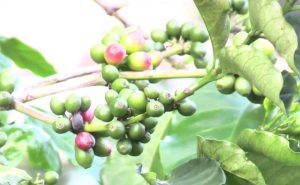 Researchers develop new coffee variety to withstand climate change, pests and diseases