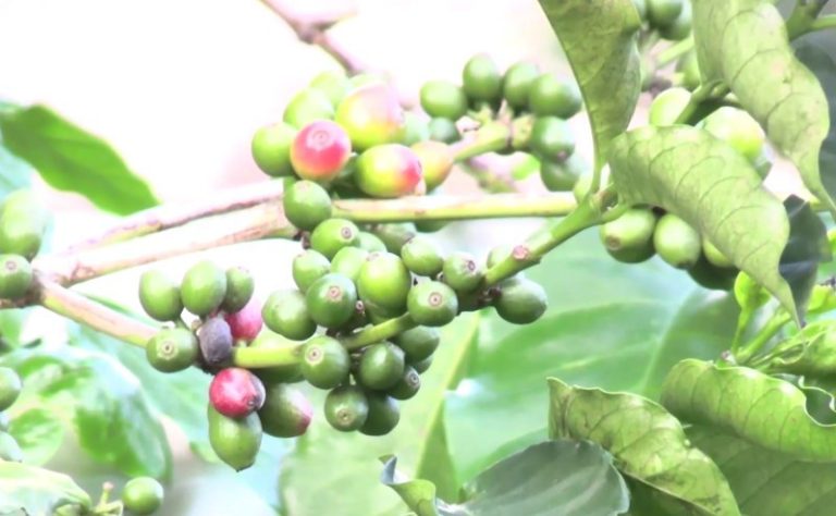 Researchers develop new coffee variety to withstand climate change, pests and diseases