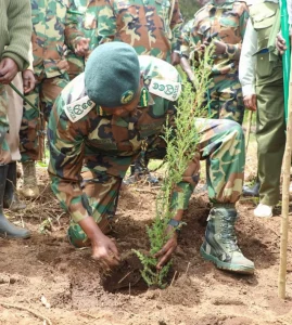 Kenya turns to forestry as new engine for jobs, wealth and green growth