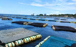 Aquaculture levy row escalates as farmers appeal ruling