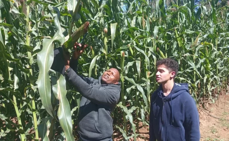 Seed firms turn to drought-resistant maize as climate change hits farmers