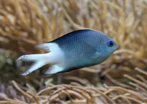 Boat noise leaves reef fish smaller, less capable of escaping predators