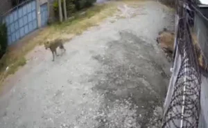 Fear as school going child comes face-to-face with hyena in Athi River