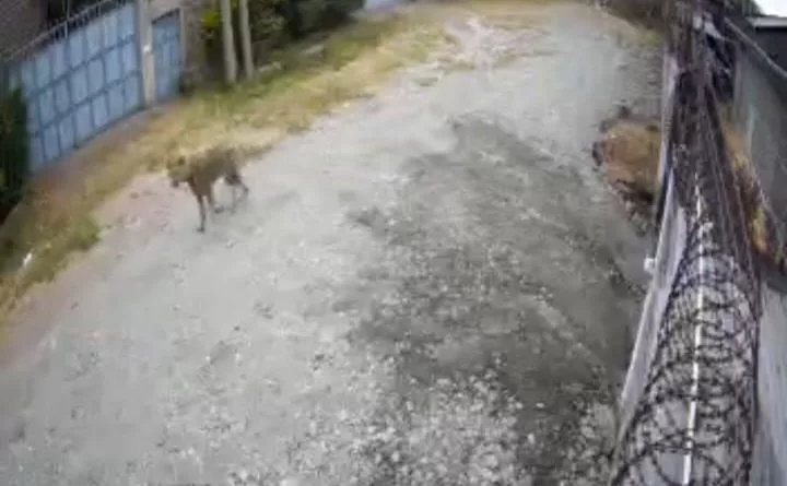 Fear as school going child comes face-to-face with hyena in Athi River
