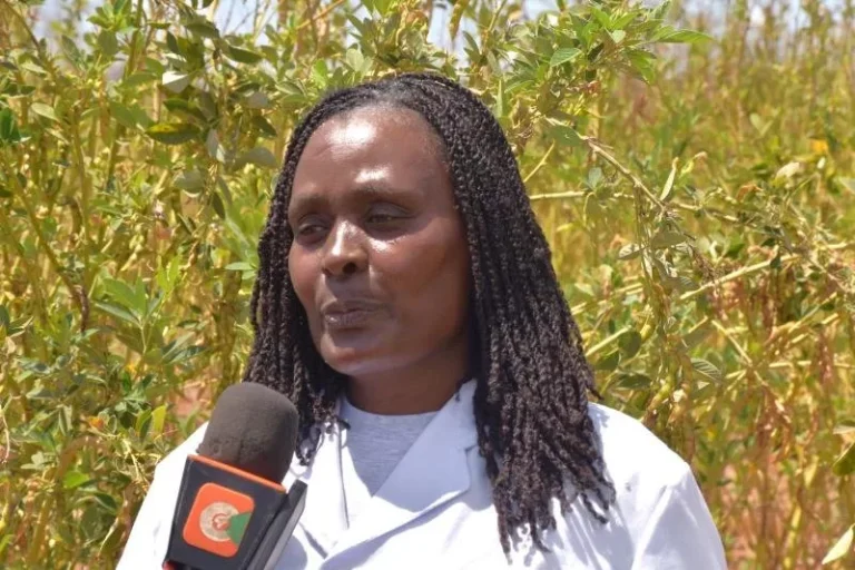 New pigeon pea variety gives dryland farmers year-round harvests