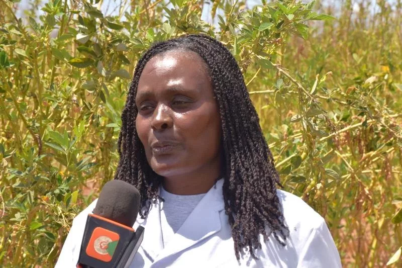 New pigeon pea variety gives dryland farmers year-round harvests