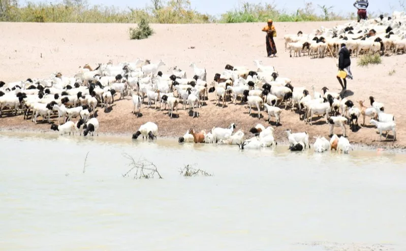 Lifeline for Lagdera: Rigdam water scheme cuts drought crisis and conflict