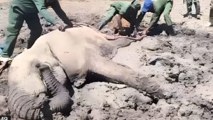 KWS rescues elephant stuck in muddy dam at Mount Kenya National Park