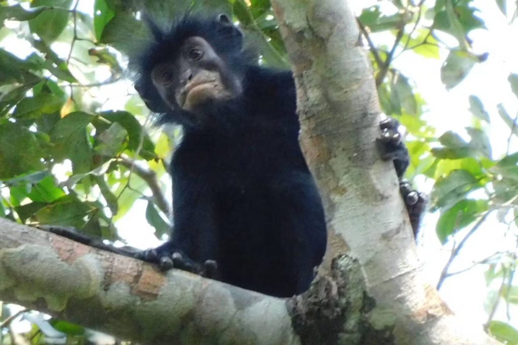 Orange lips and roaring calls: meet the DR Congo’s shy new rainforest monkey