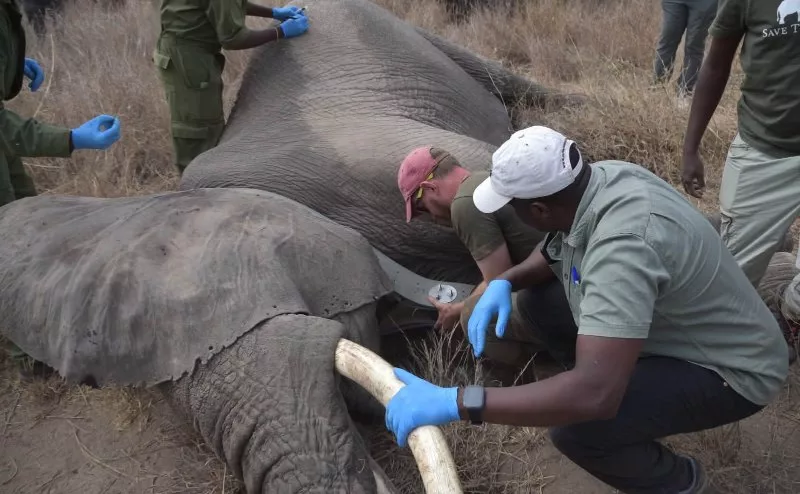 Why data matters to Kenya’s wildlife future