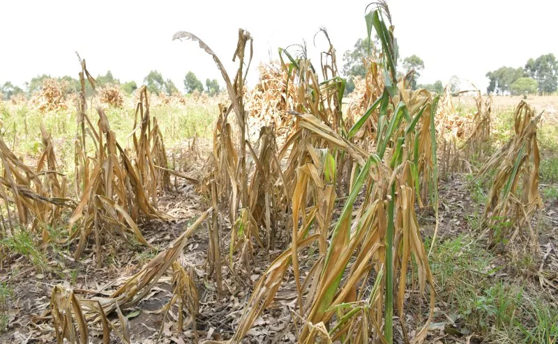 Maize shortage hits dairy farmers as feed costs rise