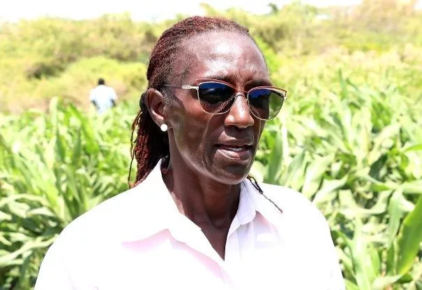 Farmers in Turkana turn to cowpeas as a lifeline against harsh climate
