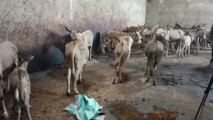Police raid illegal donkey slaughterhouse in Juja, rescue 30 live animals