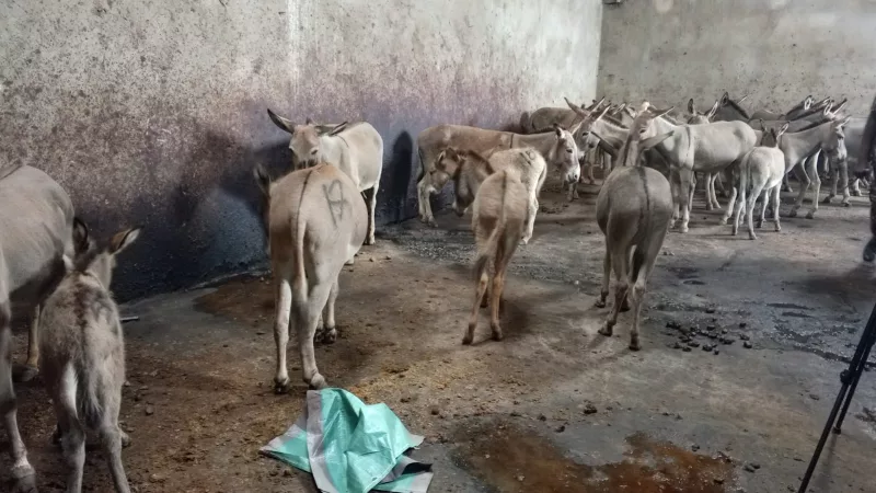 Police raid illegal donkey slaughterhouse in Juja, rescue 30 live animals