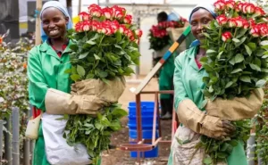 Kenya flower industry sounds alarm as aviation strike backlog bites