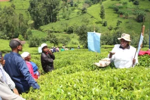 Board suspends contentious tea levy after High Court order
