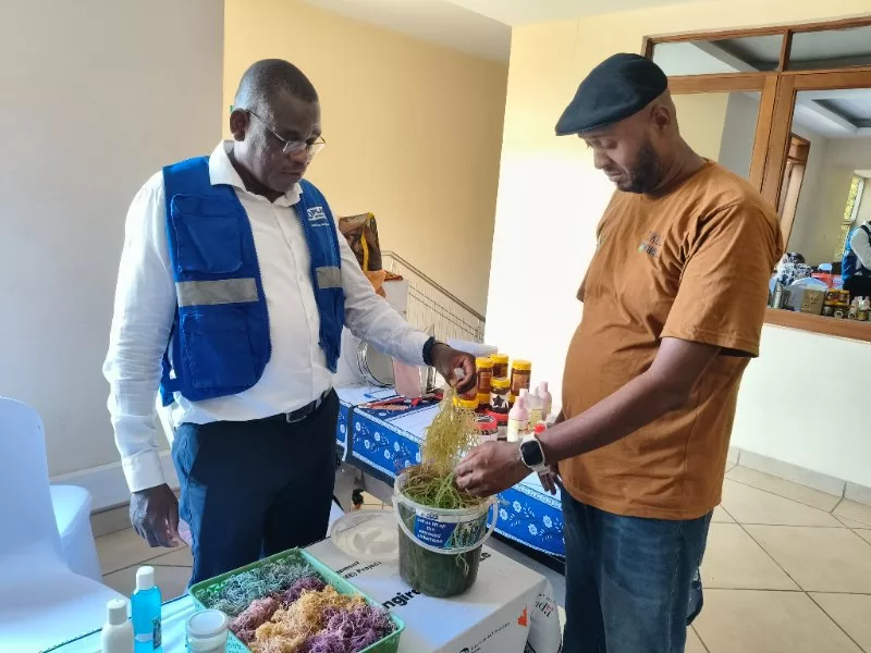 Kwale, Kilifi women reap rewards from seaweed and honey ventures