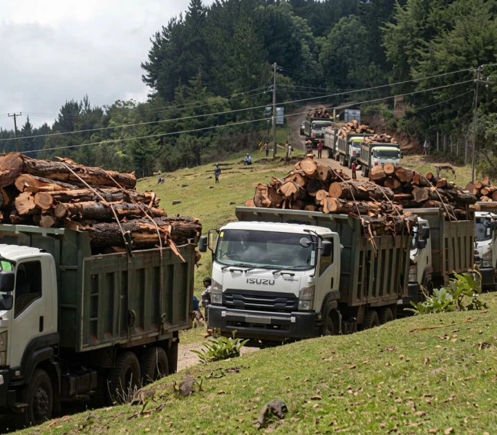 Public outrage as viral videos reveal massive deforestation in Kenya’s key water towers