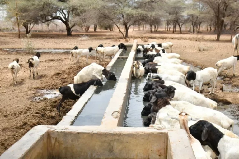Garissa pastoralists face mounting losses as El Nino rains fail