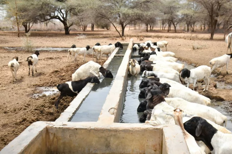 Garissa pastoralists face mounting losses as El Nino rains fail