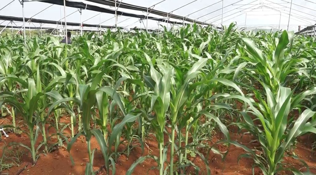 Facing the elements: How a multinational maize project is shaping the future of farming in Kenya