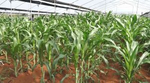 Facing the elements: How a multinational maize project is shaping the future of farming in Kenya