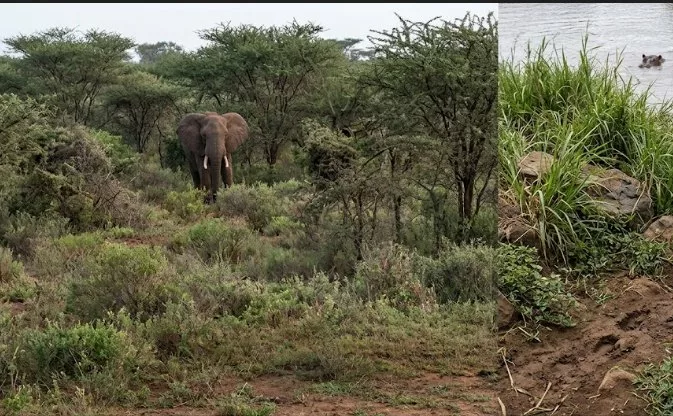 Elephant, hippo attacks leave two dead in Meru, Kiambu