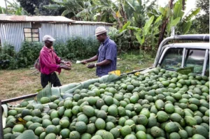 World Bank names four key investment bets for Kenya in next five years