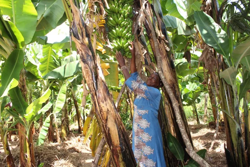 Murang’a county unveils 10-year plan to transform farming, school feeding