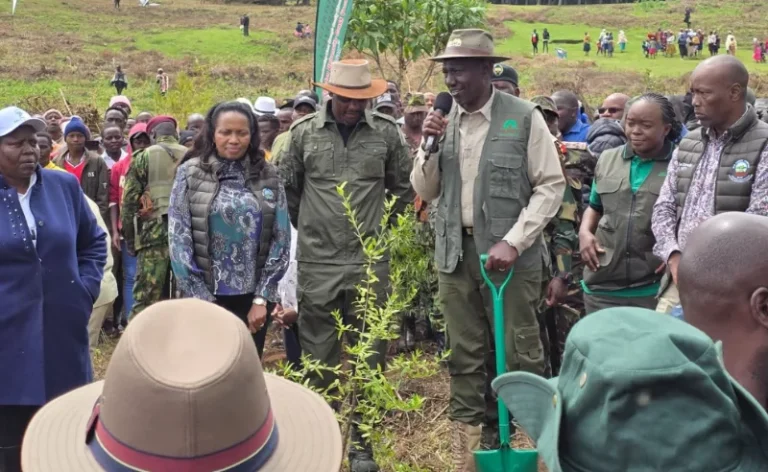 Mau restoration puts livelihoods at the heart of conservation