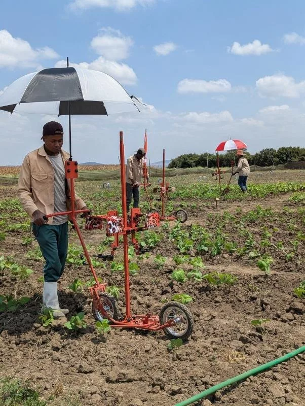 AI tools now offer crop breeders affordable way to assess plants