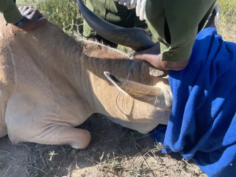 Eland rescued after wire snare traps its neck